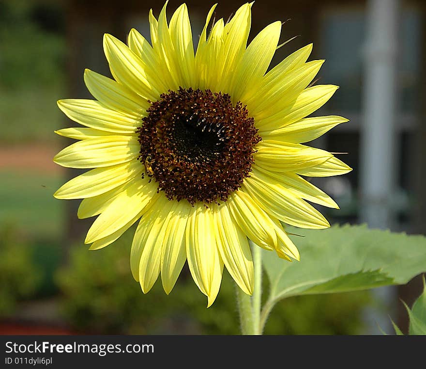 Sunflower