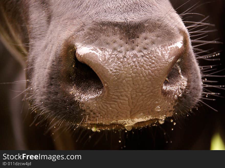 The wet nose of a cow