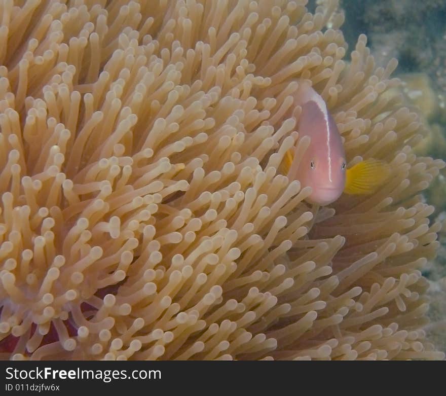 Anenomefish hiding in an anenome.  Anenomefish hiding in an anenome