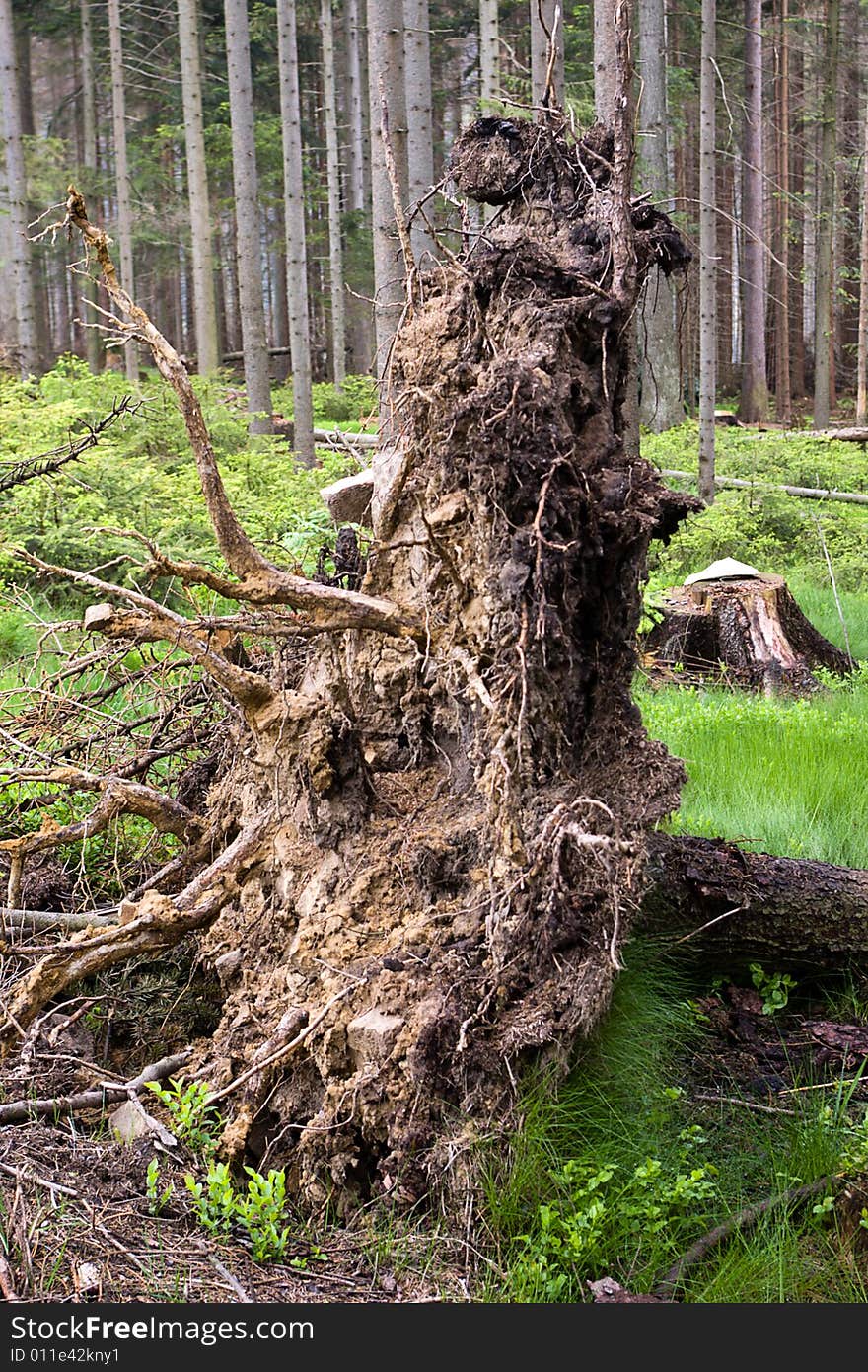 The roots in mountan forest