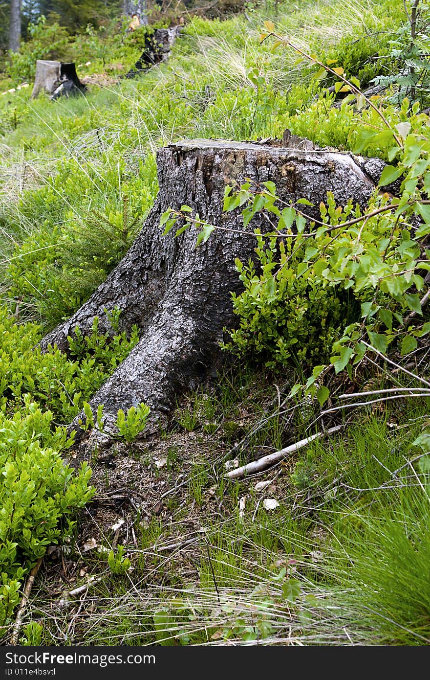 The roots in mountan forest