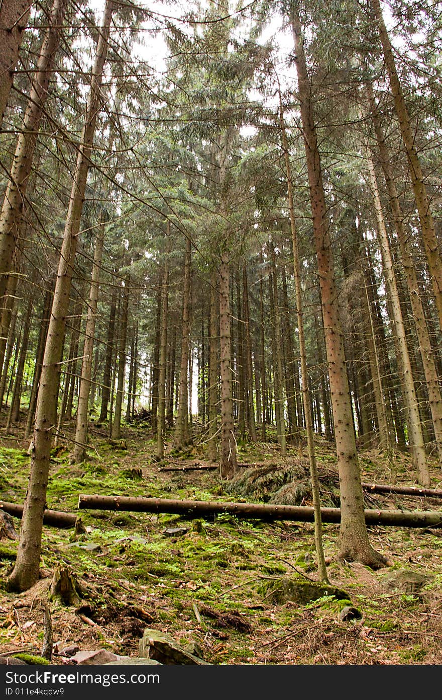 The trees in mountain forest