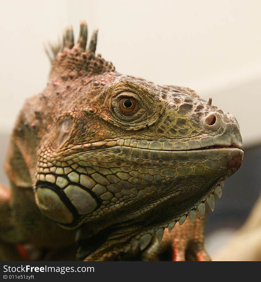 Iguana face at the zoo St.Petersburg