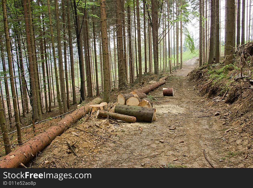 The footpath  in mountain forest