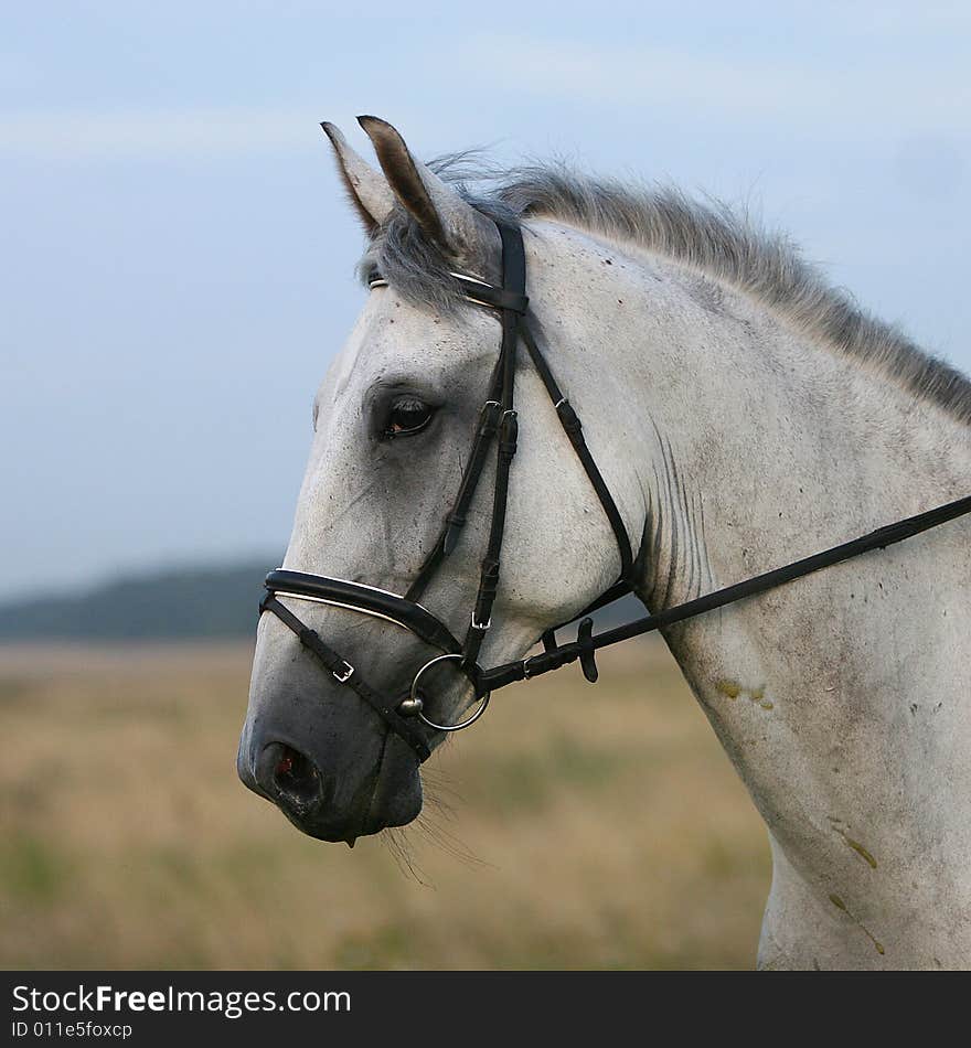 Horse head at the evening walk