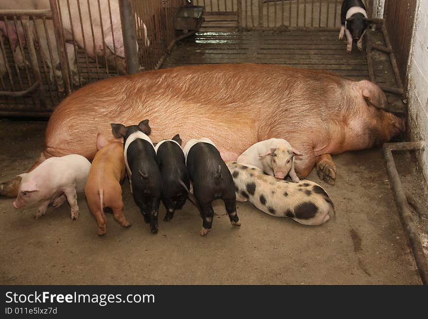 The sow with pigs on a farm