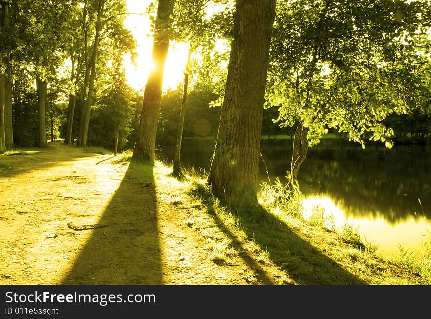 Photo of a sun between the trees. Photo of a sun between the trees