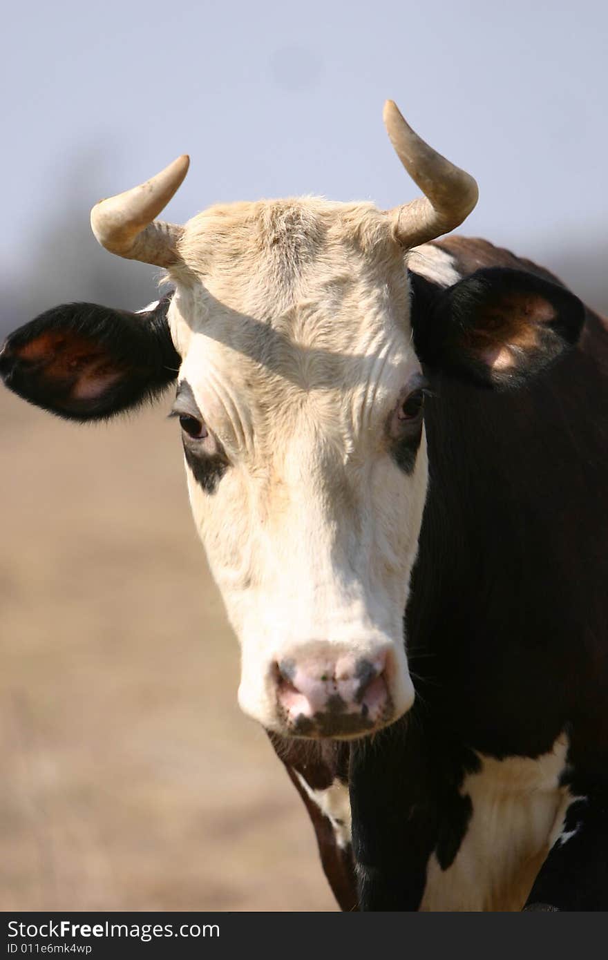 Cow