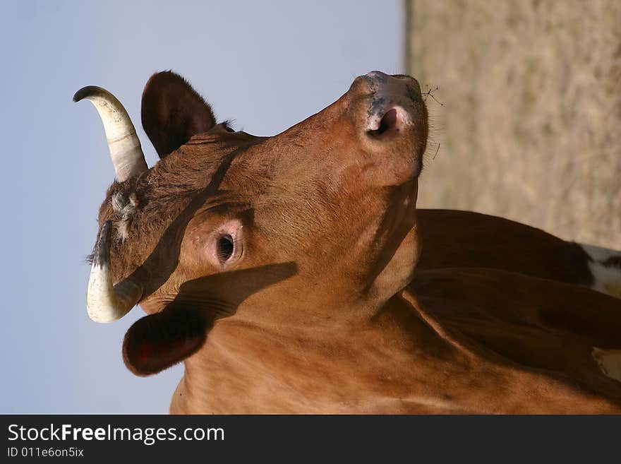 Cow