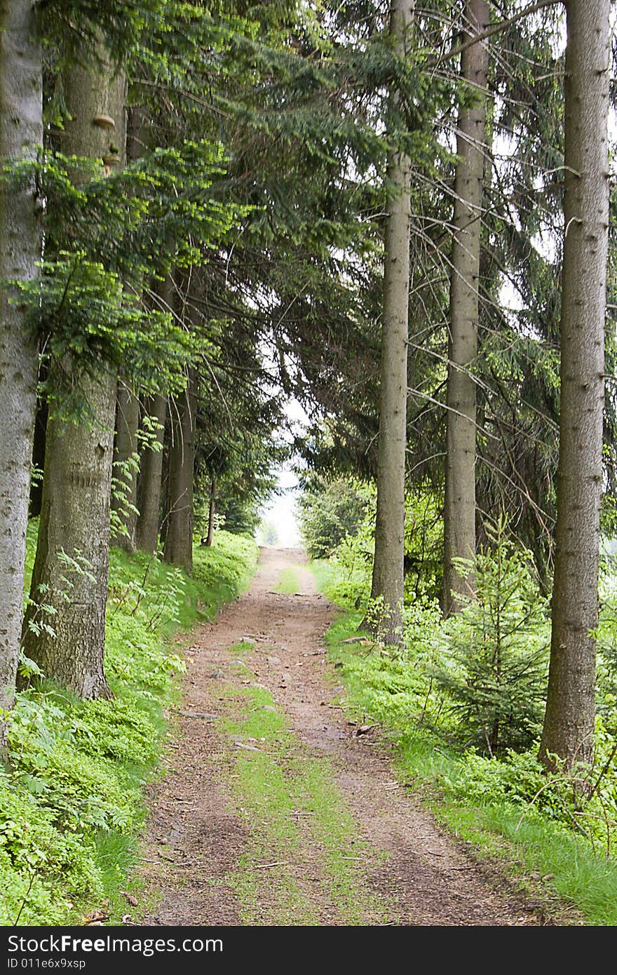 The trees  in mountain forest