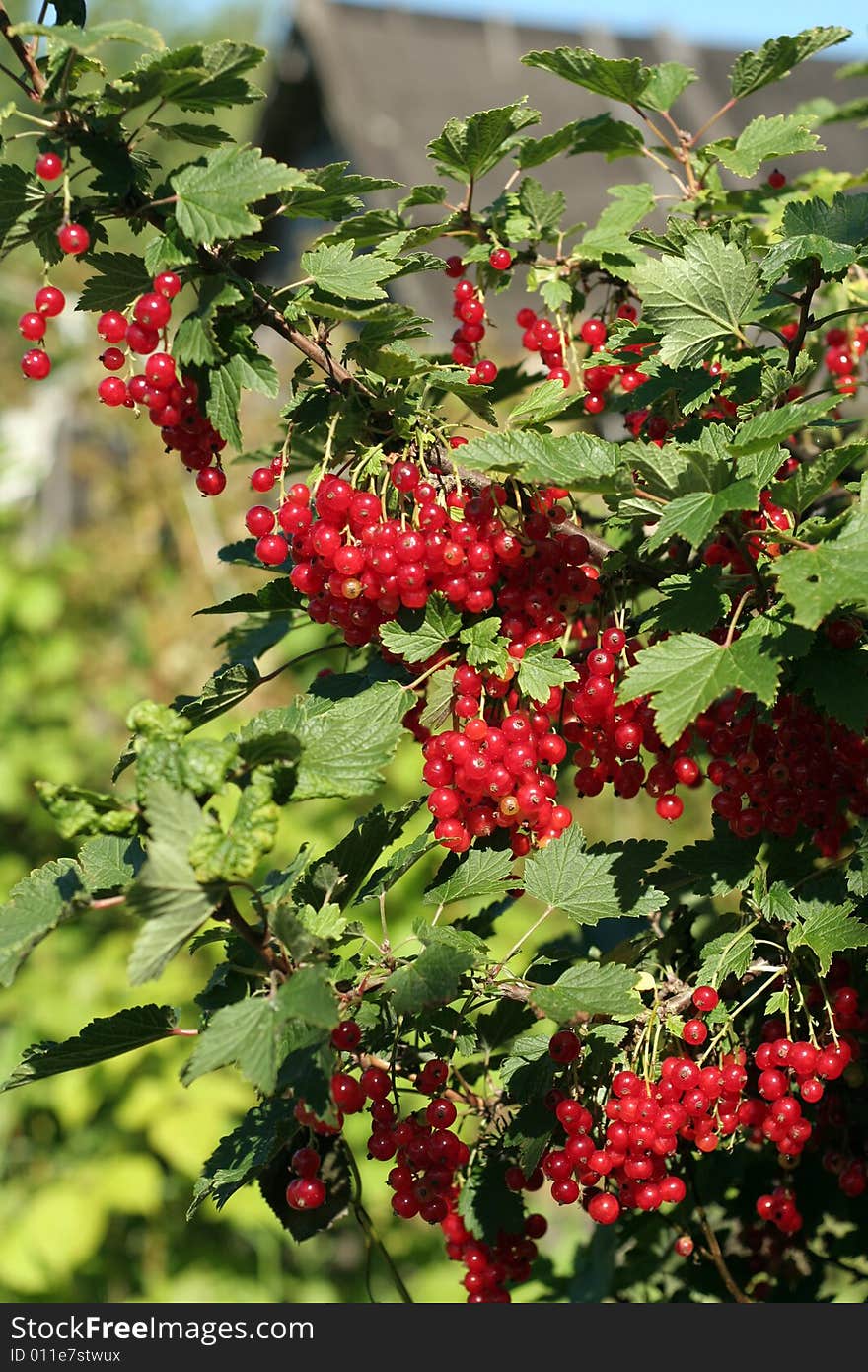 Red Currant