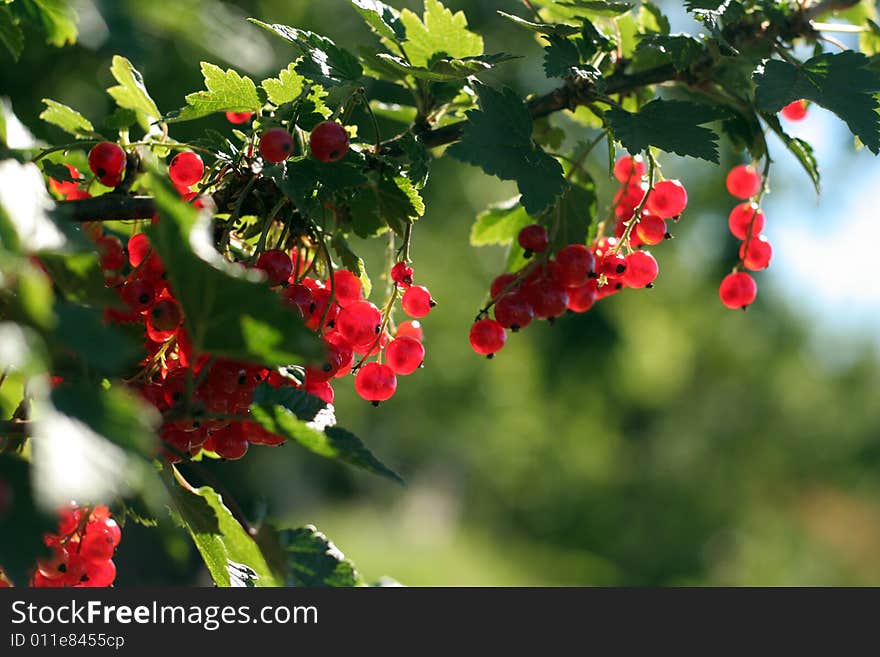 Red currant