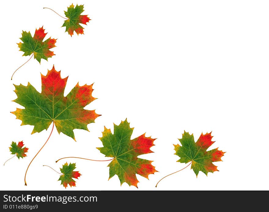 Abstract design of maple leaves in the colors of Autumn set against a white background. Abstract design of maple leaves in the colors of Autumn set against a white background.