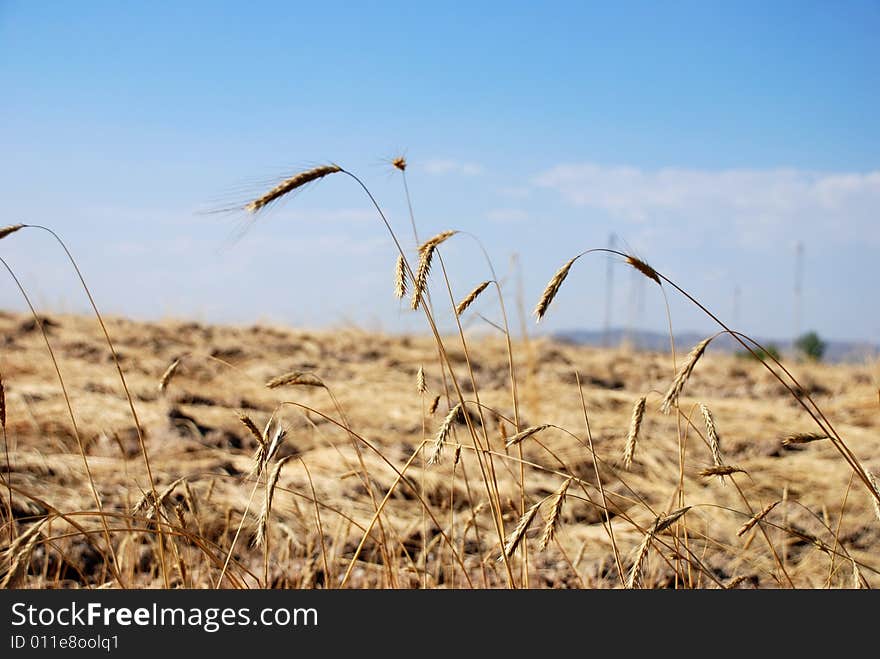 Wheat field landscape image on a sunny day