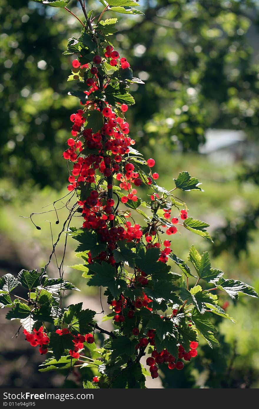 Red currant