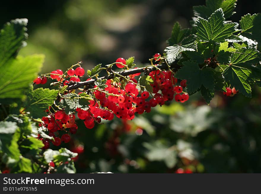 Red Currant