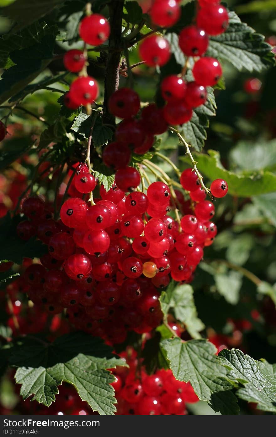 Red Currant