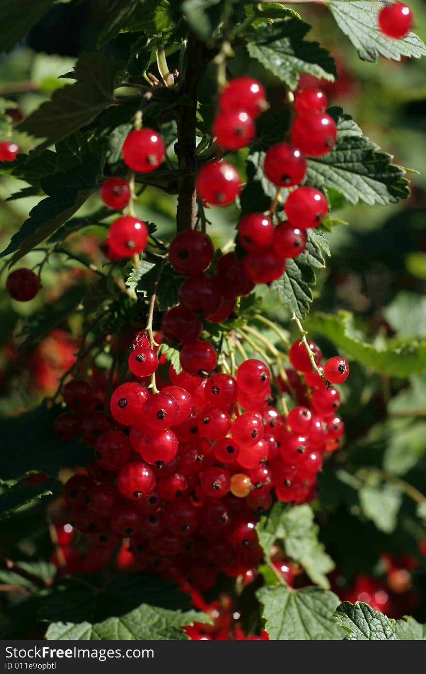 Red Currant