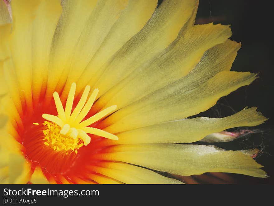 Astrophytum's bright yellow flower. Astrophytum's bright yellow flower