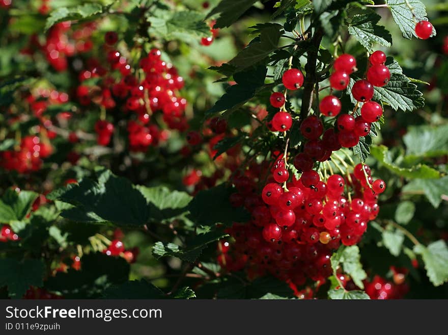 Red currant