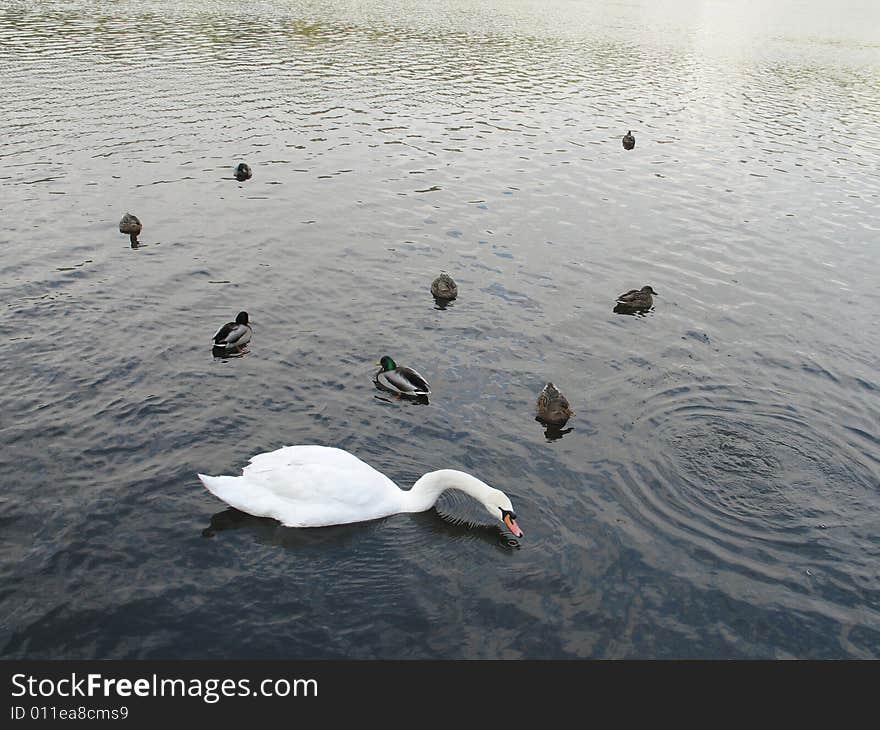 White swan and ducks on a lake