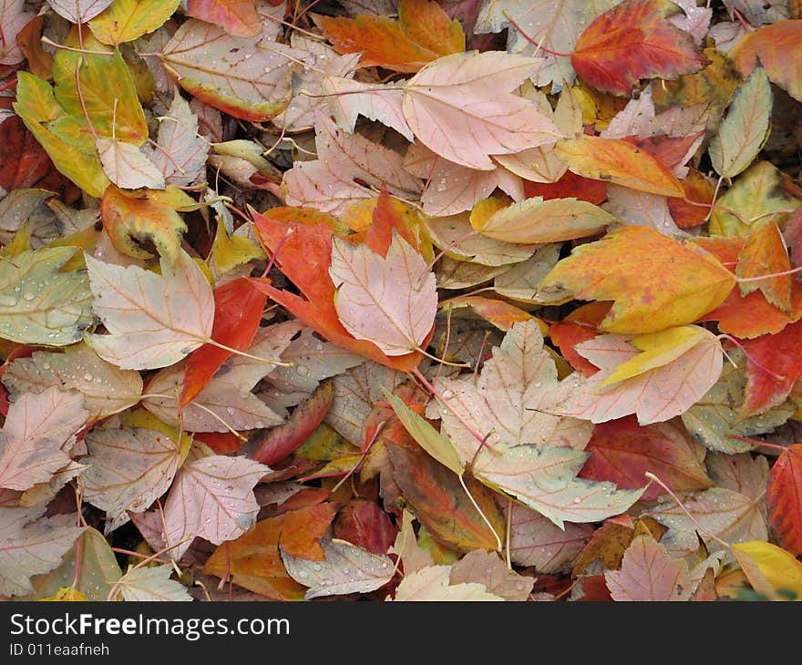 Orange and yellow leaves piled on the ground