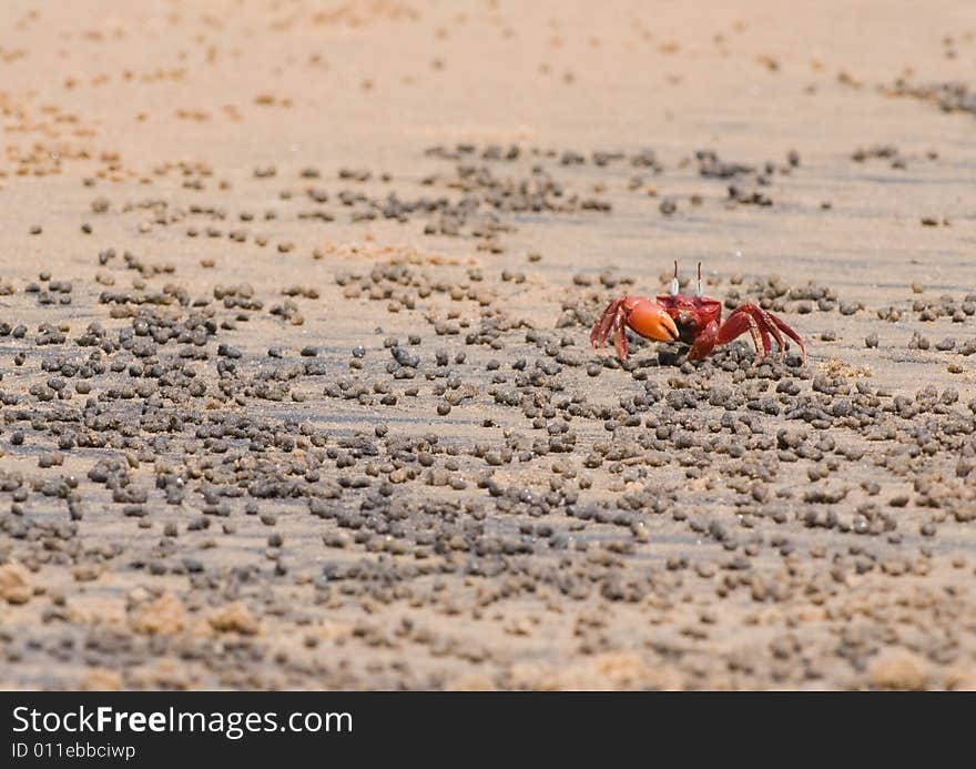 Red Crab eating