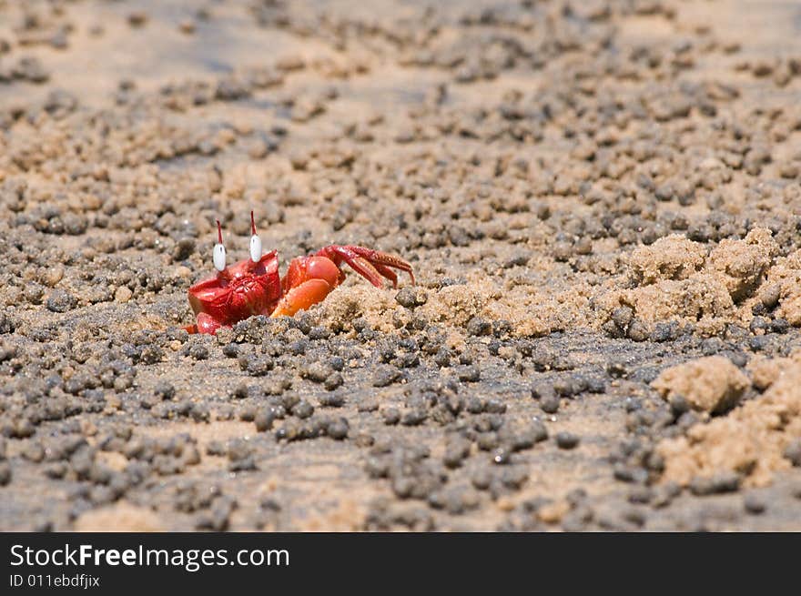 Red Crab on the beach, hiding in side his sand hole. Red Crab on the beach, hiding in side his sand hole