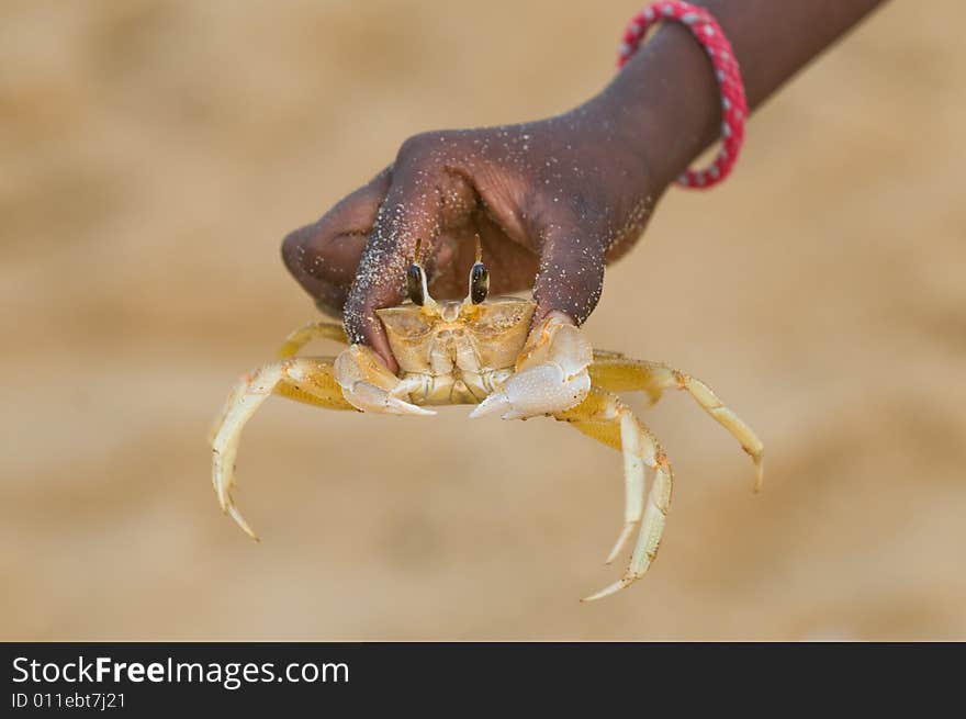 sand crab caught by kid