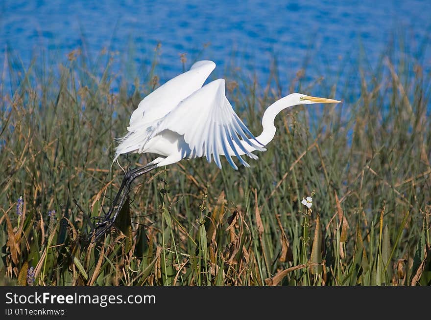 Egret in flight.