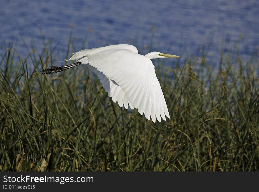 Egret In Flight II.