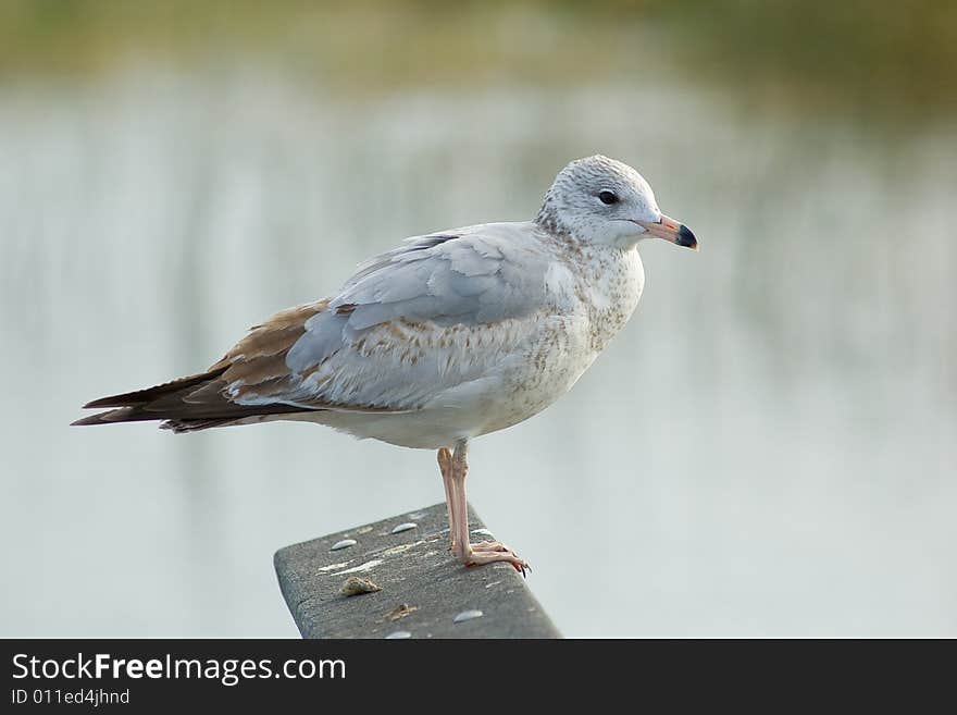 Pigean at Starke Lake near Orlando. Pigean at Starke Lake near Orlando.