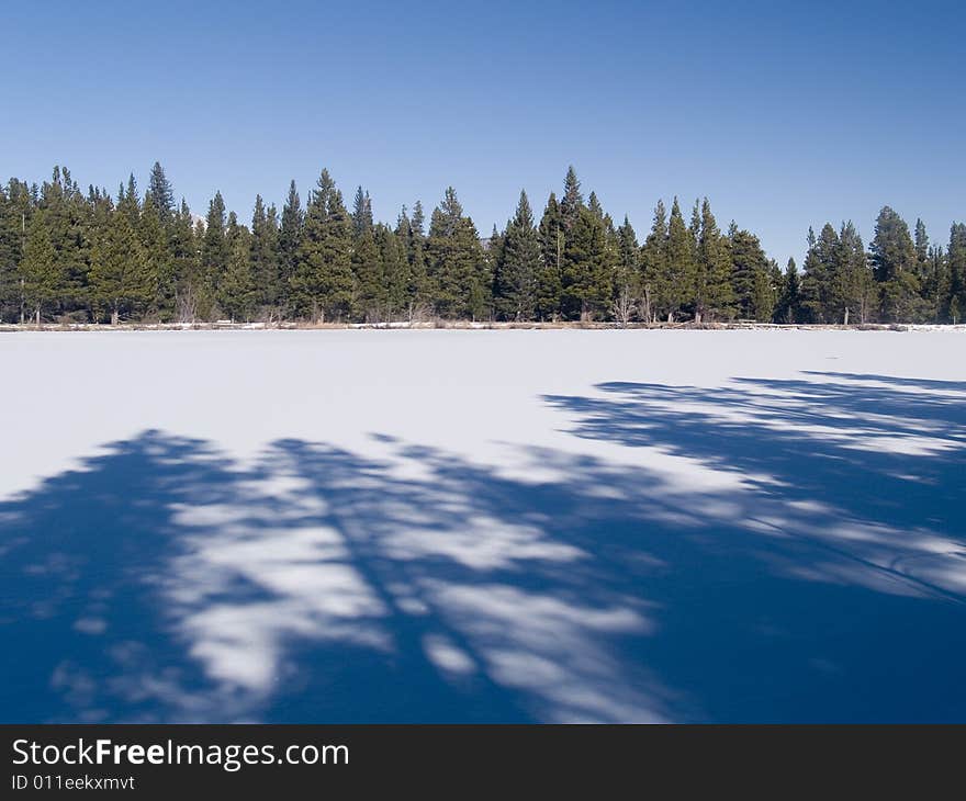 Shadows and Trees