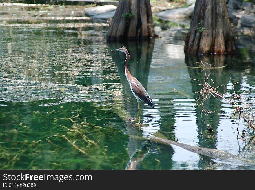 Heron at Lake Lucerne on a branch. Heron at Lake Lucerne on a branch.