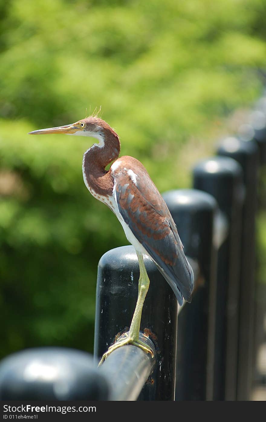 Heron at Lake Lucerne on a fence. Heron at Lake Lucerne on a fence.