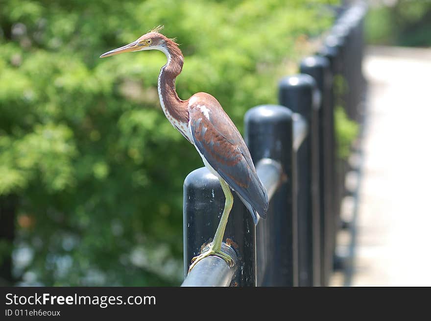 Heron at Lake Lucerne on a fence. Heron at Lake Lucerne on a fence.