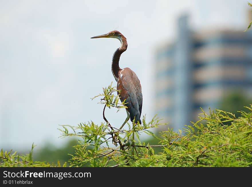 Heron at Lake Lucerne on a tree. Heron at Lake Lucerne on a tree..