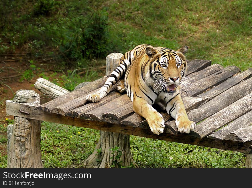 The Bengal tiger has a magnificent appearance. The coat colour of this wildcat is reddish orange with narrow black, gray or brown stripes, generally in a vertical direction. The underside is creamy or white; a rare variant has a chalky white coat with darker stripes and icy blue eyes that will freeze you with fear!