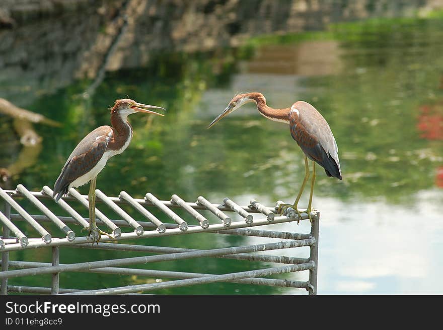 Two herons at Lake Lucerne on a grate. Two herons at Lake Lucerne on a grate.