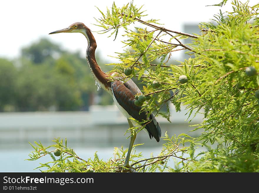 Heron at Lake Lucerne on a tree. Heron at Lake Lucerne on a tree.