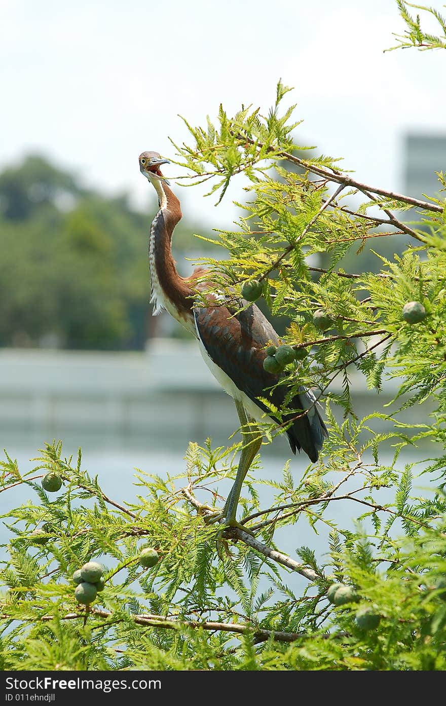 Laughing Heron