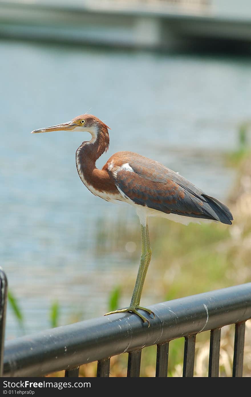 Heron at Lake Lucerne on a railing. Heron at Lake Lucerne on a railing.