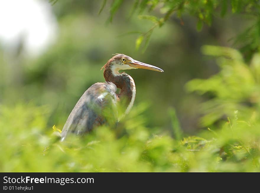 Herons on a tree.