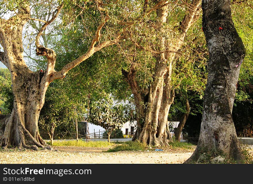 Photo by Yangjiming ,on January 20,2007.stout trees so that I am the spirit of full,so I shot it.