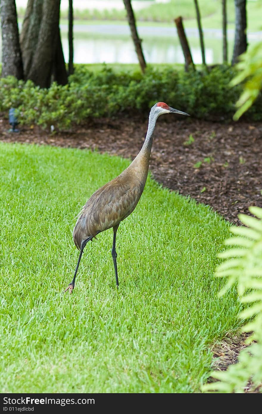 Sandhill Crane on the grass in the park.