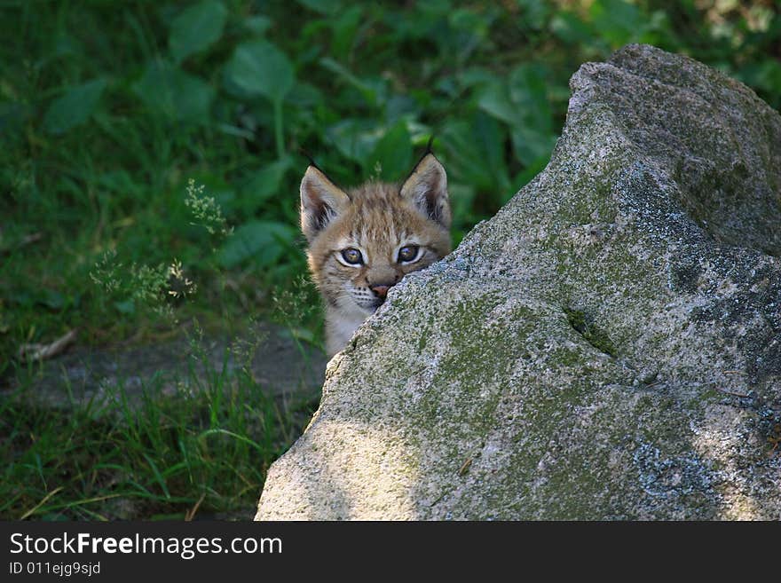 Lynx