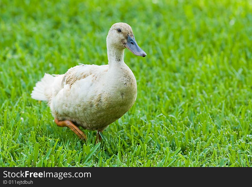 Duck at Starke Lake, outside Orlando, walking in the grass. Duck at Starke Lake, outside Orlando, walking in the grass.