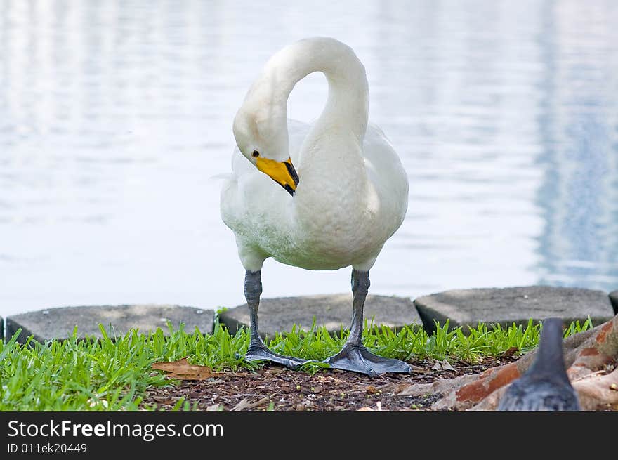 Swan at Lake Eola