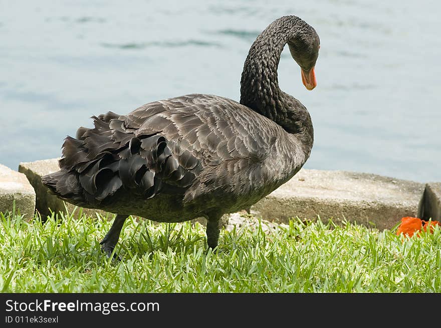 Black swan at Lake Eola, Orlando.