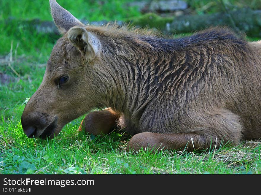 Elk (moose) in swedisch forrest